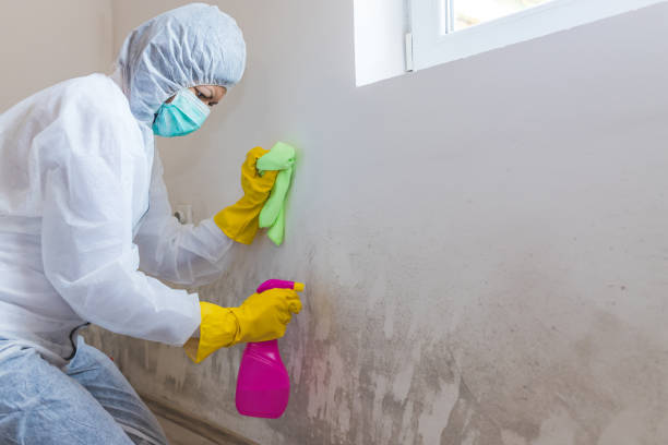 Best Black Mold Removal  in Rancho Alegre, TX